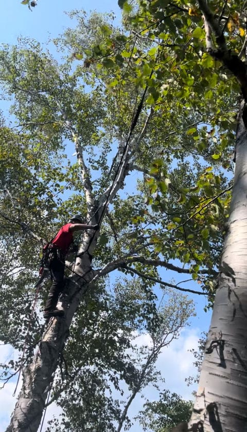 Grimpeur dans un arbre à plusieurs troncs