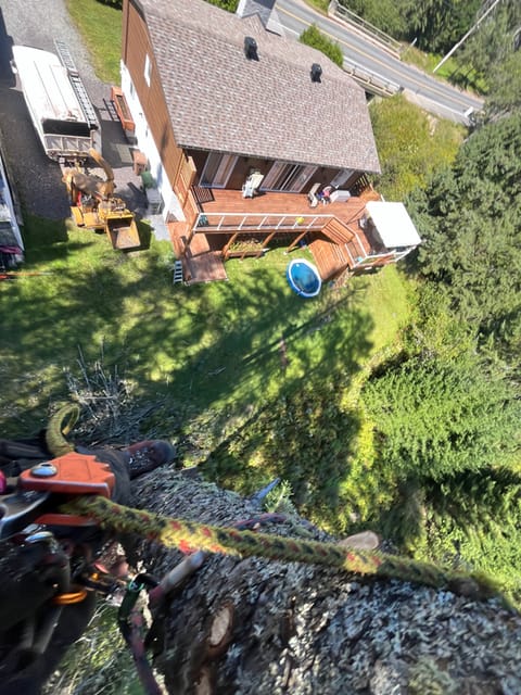 Vue depuis la cime d’un arbre au-dessus d’une maison avant l’élagage
