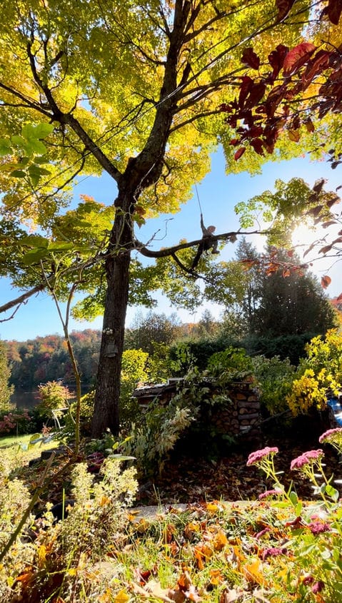 Élagueur dans un érable aux couleurs d’automne