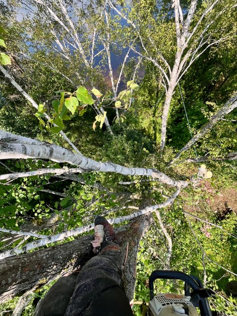 Vue en contre-plongée d’un arbre en cours d’abattage