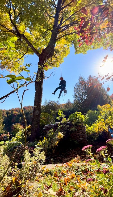 Grimpeur au sommet d’un arbre sur un terrain dégagé