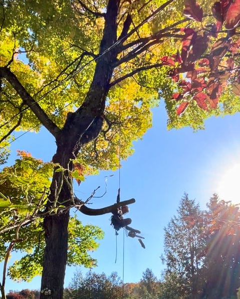 Élagueur suspendu dans la couronne d’un grand arbre