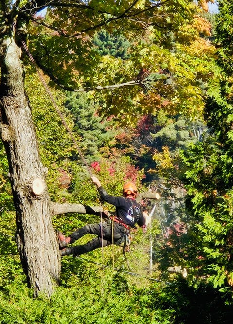 Grimpeur d’Arbo-Tech encordé dans un arbre pour retirer des branches