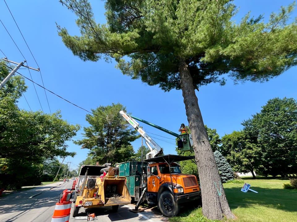 Nacelle et déchiqueteuse d’Arbo-Tech en bordure de rue près d’un grand pin