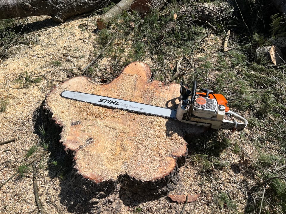 Souche d’un gros arbre abattu avec une scie à chaîne