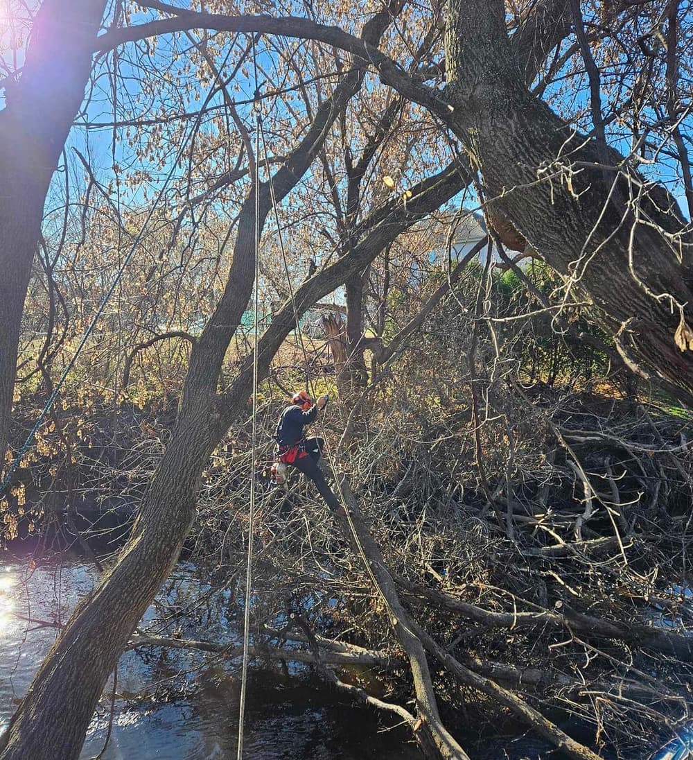 Arbres penchés au-dessus d’un ruisseau