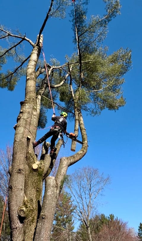 Grimpeur d’Arbo-Tech démontant un tronc d’arbre section par section